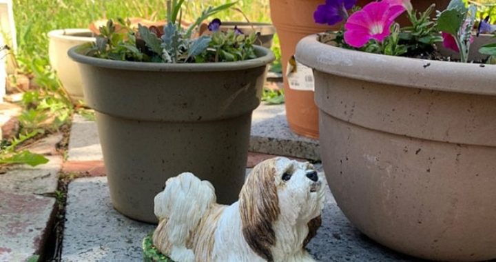 concrete shih tzu statue Shih-tzu concrete statue shih-tzu statue dog statues